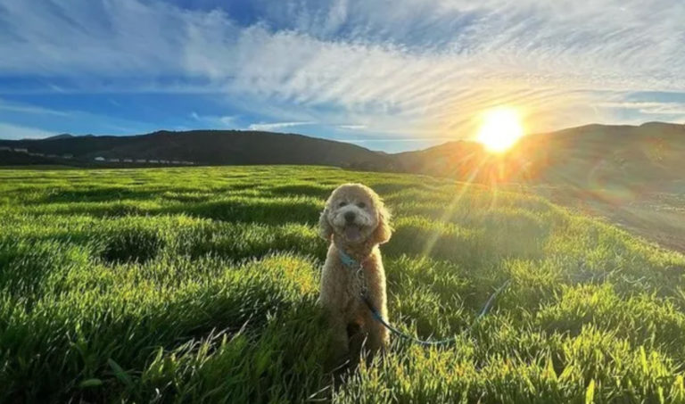Dog near trail in Corona CA