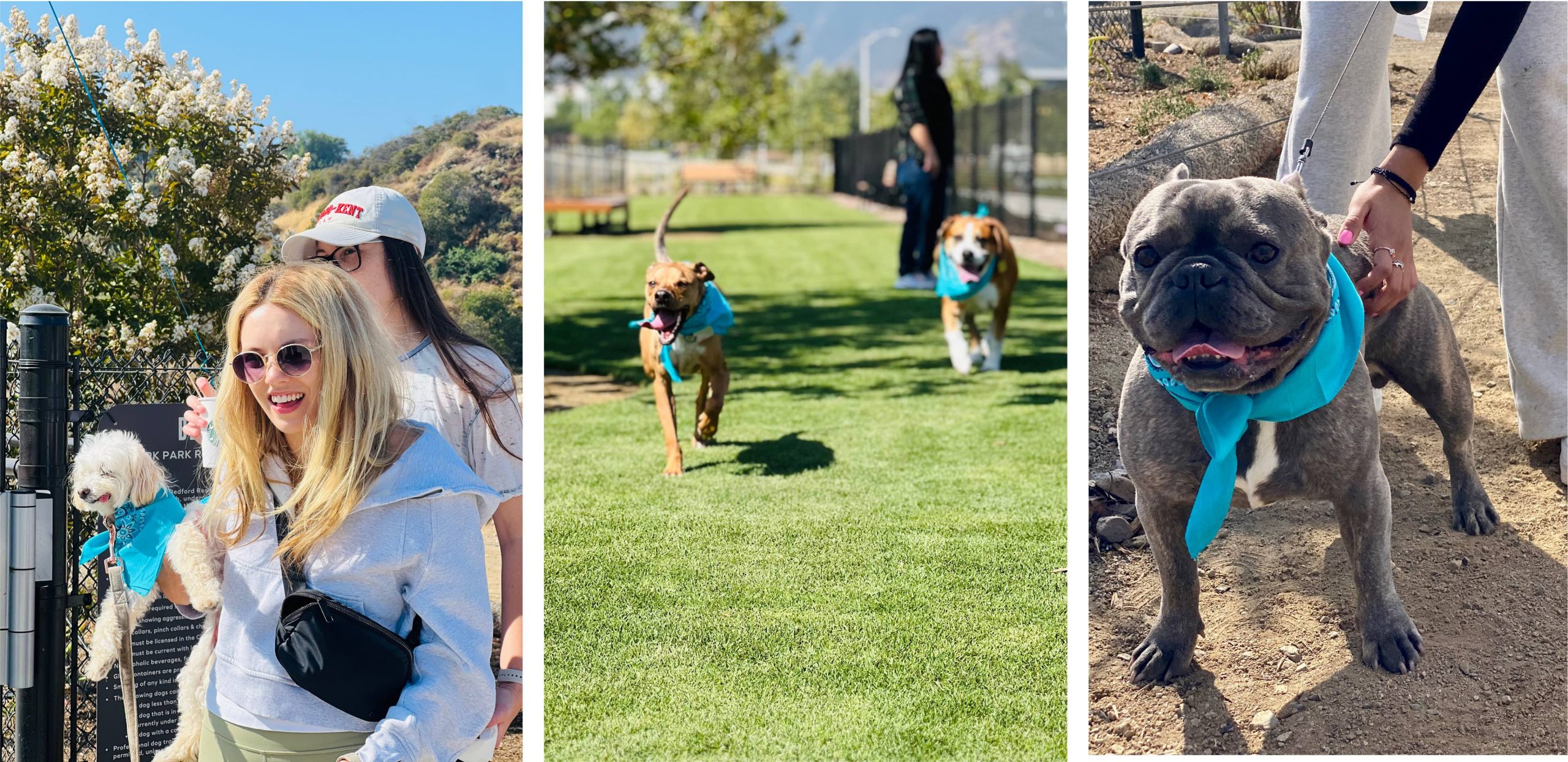 Bedford Dog Park Corona